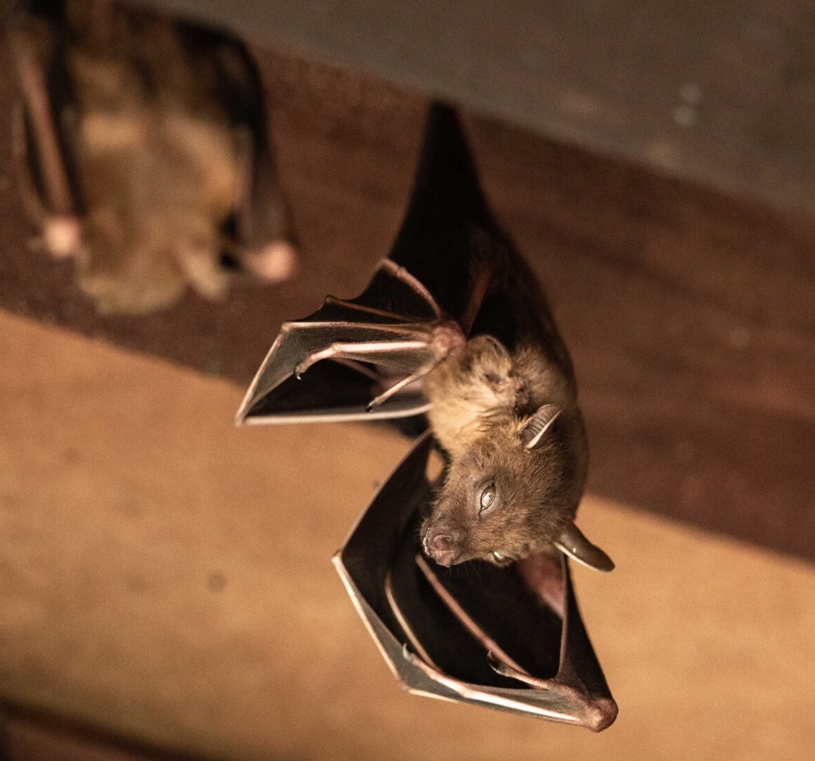 Wildlife-Bats in Omaha